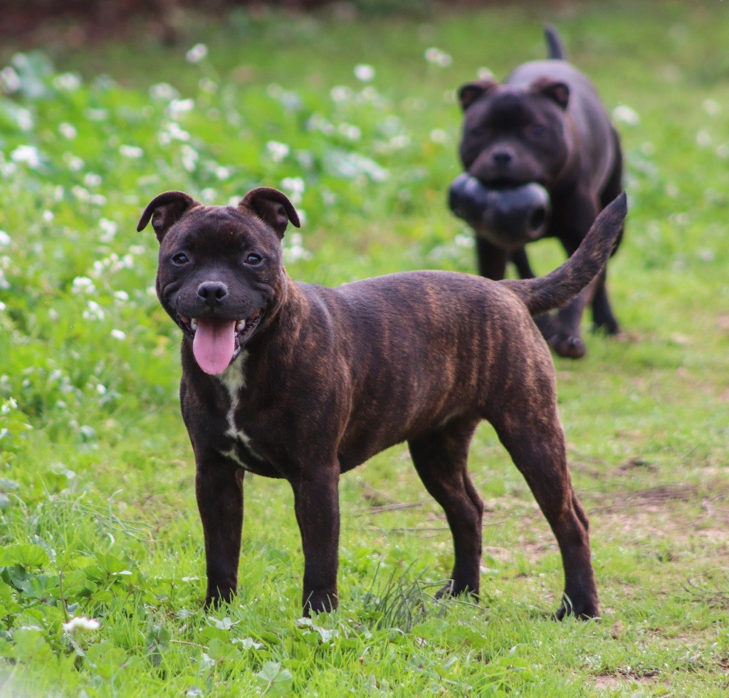 Sweet Dream Stafford - Chiot disponible  - Staffordshire Bull Terrier