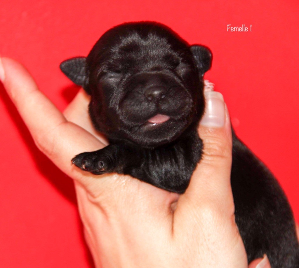Sweet Dream Stafford - Chiot disponible  - Staffordshire Bull Terrier