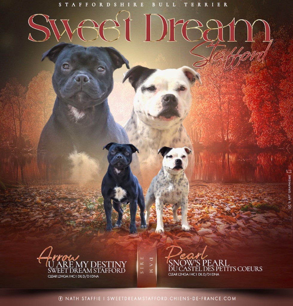 chiot Staffordshire Bull Terrier Sweet Dream Stafford