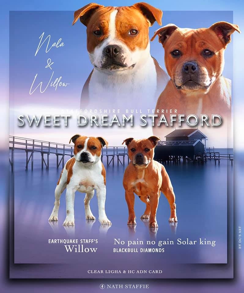 Sweet Dream Stafford - Staffordshire Bull Terrier - Portée née le 28/08/2021