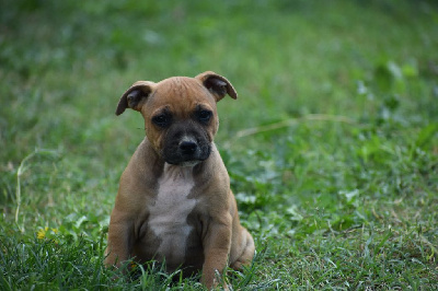 Sweet Dream Stafford - Staffordshire Bull Terrier - Portée née le 23/07/2023