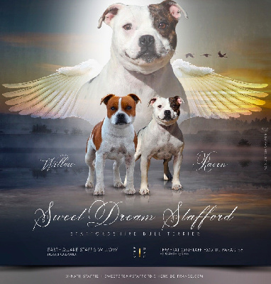 Sweet Dream Stafford - Staffordshire Bull Terrier - Portée née le 04/09/2023