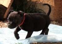 Sweet Dream Stafford - Staffordshire Bull Terrier - Portée née le 01/02/2020