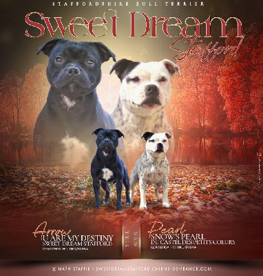 Sweet Dream Stafford - Staffordshire Bull Terrier - Portée née le 16/10/2024