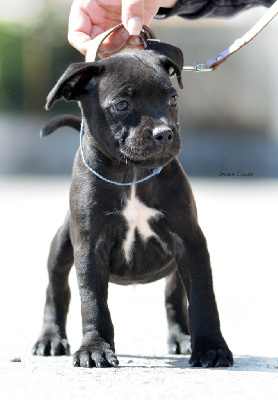 Sweet Dream Stafford - Staffordshire Bull Terrier - Portée née le 04/02/2023