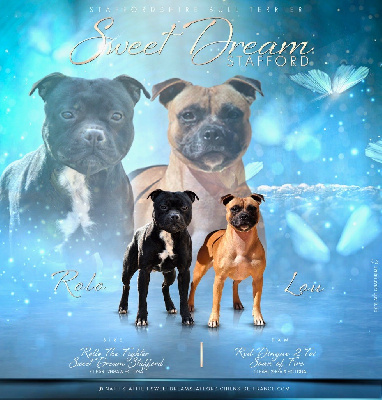 Sweet Dream Stafford - Staffordshire Bull Terrier - Portée née le 07/10/2023