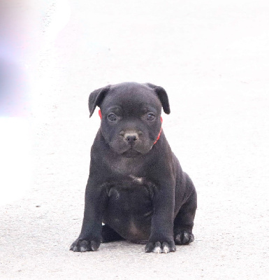 Sweet Dream Stafford - Staffordshire Bull Terrier - Portée née le 22/04/2024