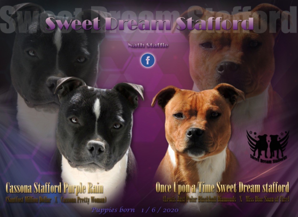 Sweet Dream Stafford - Staffordshire Bull Terrier - Portée née le 01/06/2020