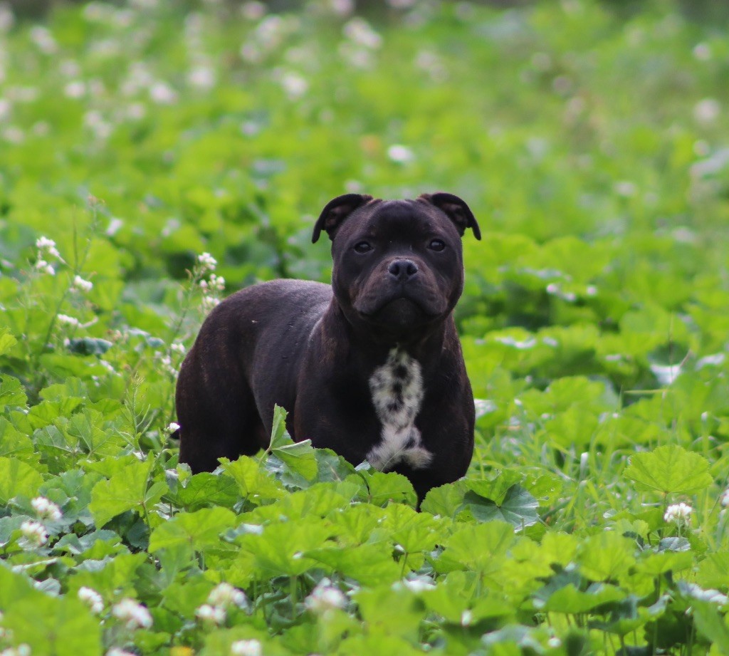 Sweet Dream Stafford - Chiot disponible  - Staffordshire Bull Terrier