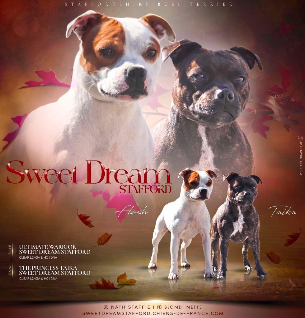 chiot Staffordshire Bull Terrier Sweet Dream Stafford