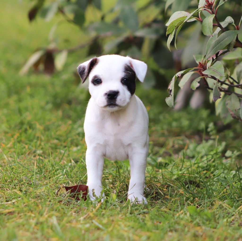 Sweet Dream Stafford - Chiot disponible  - Staffordshire Bull Terrier