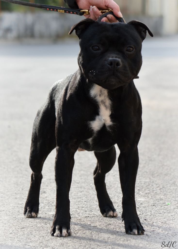 Rollo the fighter Sweet Dream Stafford