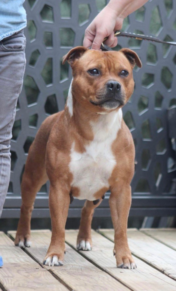 Once upon a time Sweet Dream Stafford