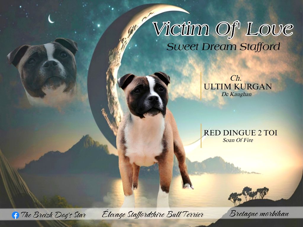 Victim of' love Sweet Dream Stafford