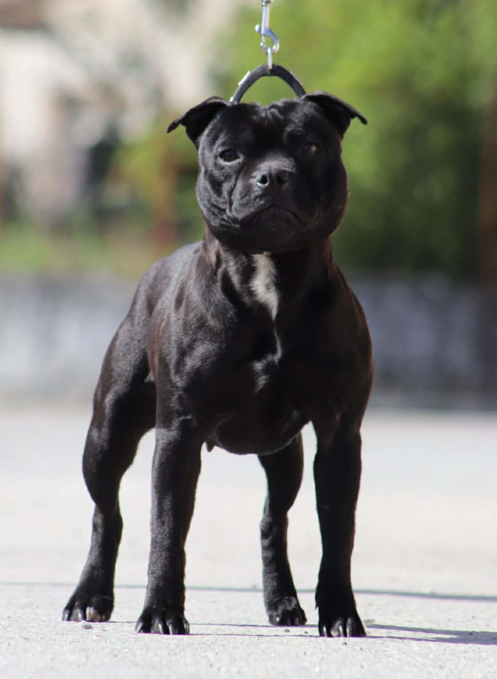 U will be loved Sweet Dream Stafford