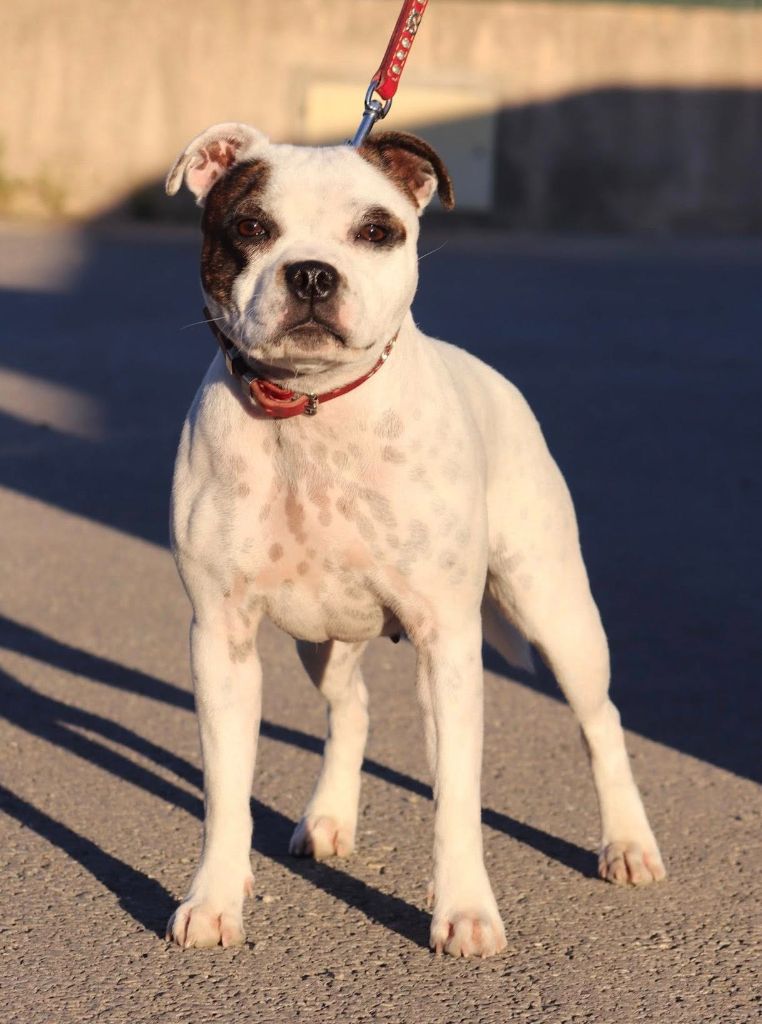 Victoire Sweet Dream Stafford