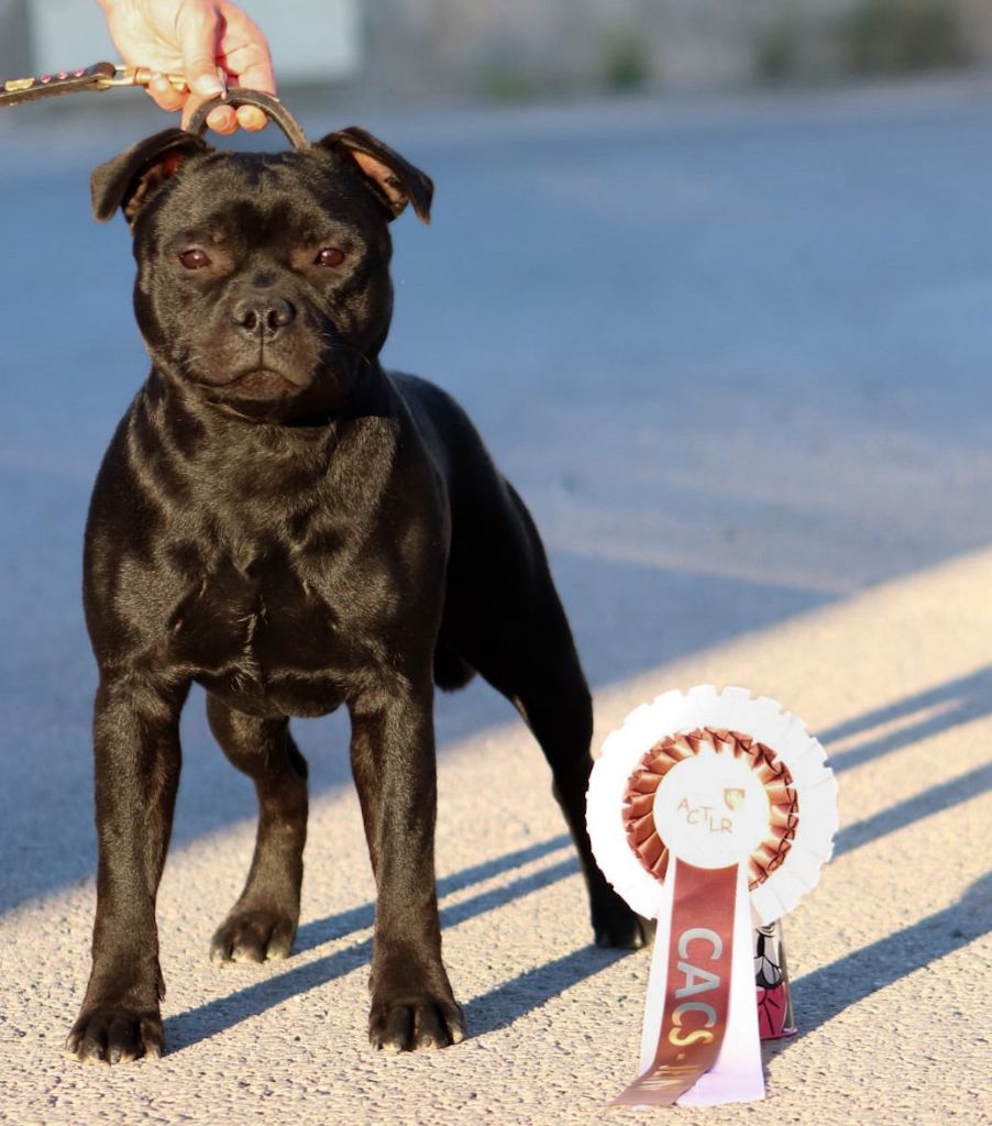 Vicious circle King Of Caribs