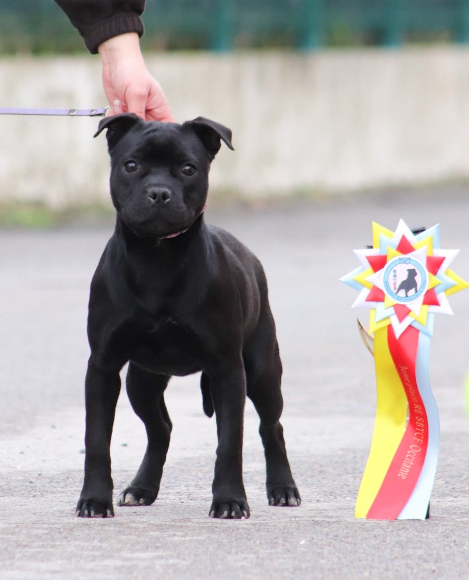 Alpha the black wolf Sweet Dream Stafford