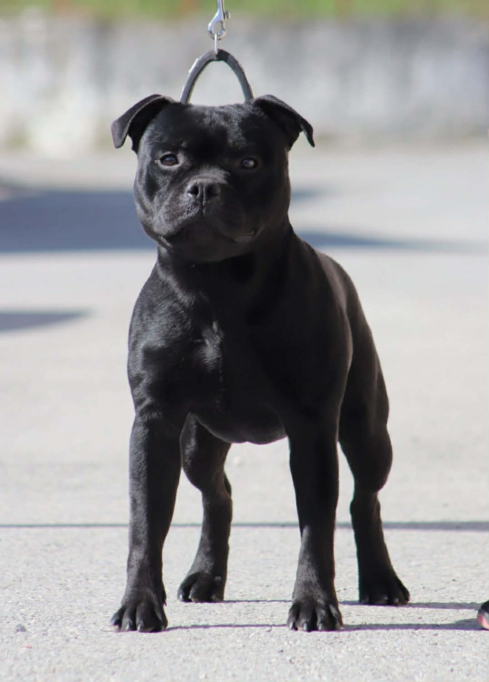 JCh. Vicious circle King Of Caribs