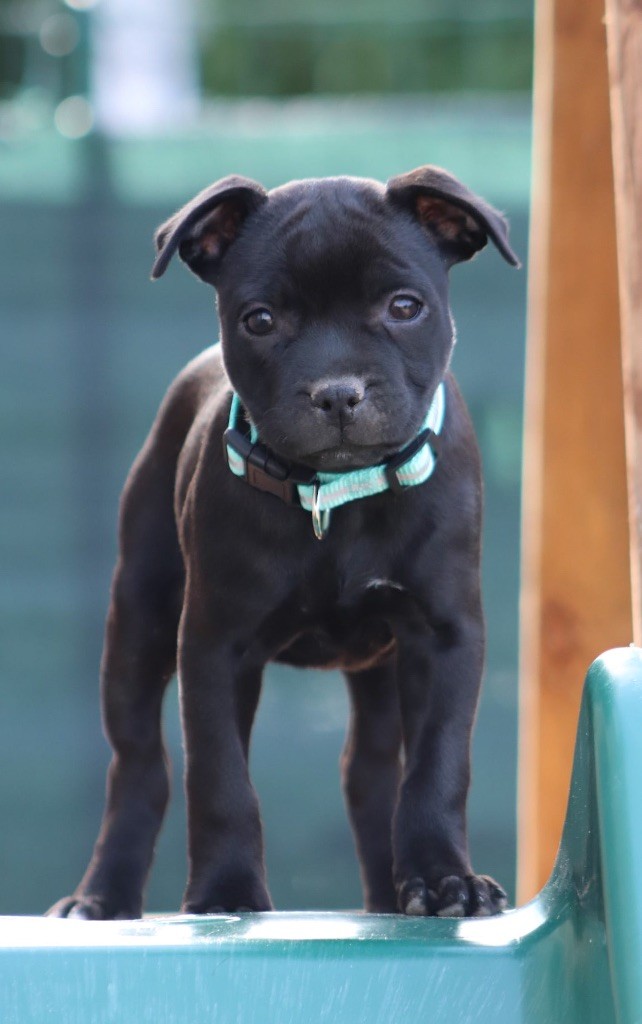 Alpha the black wolf Sweet Dream Stafford