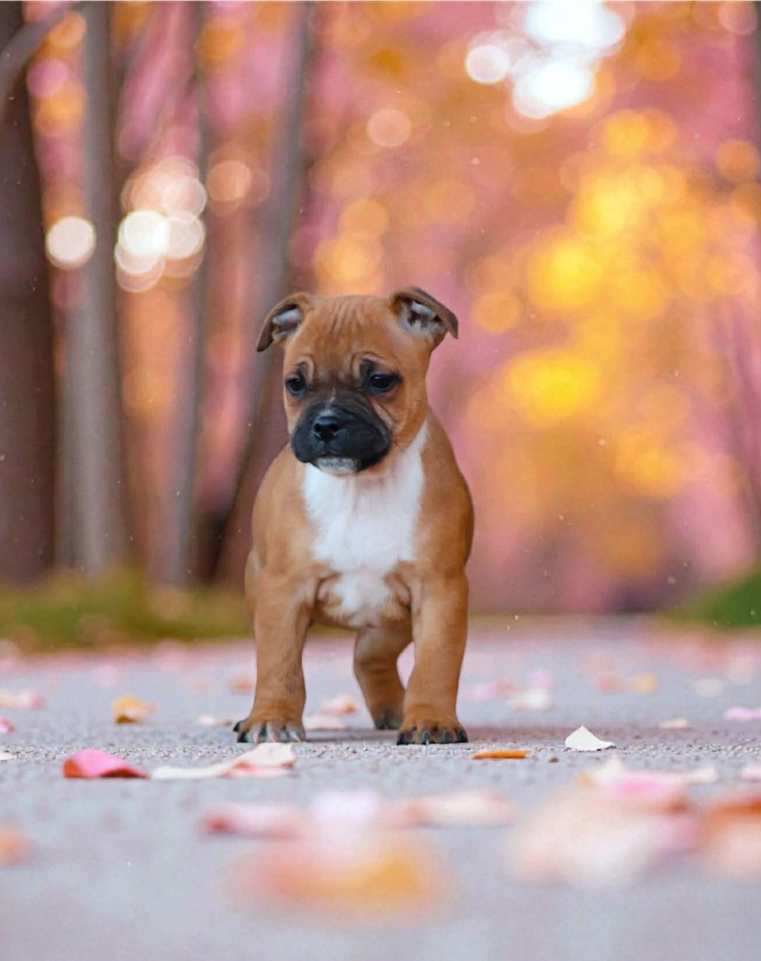 Armani Sweet Dream Stafford