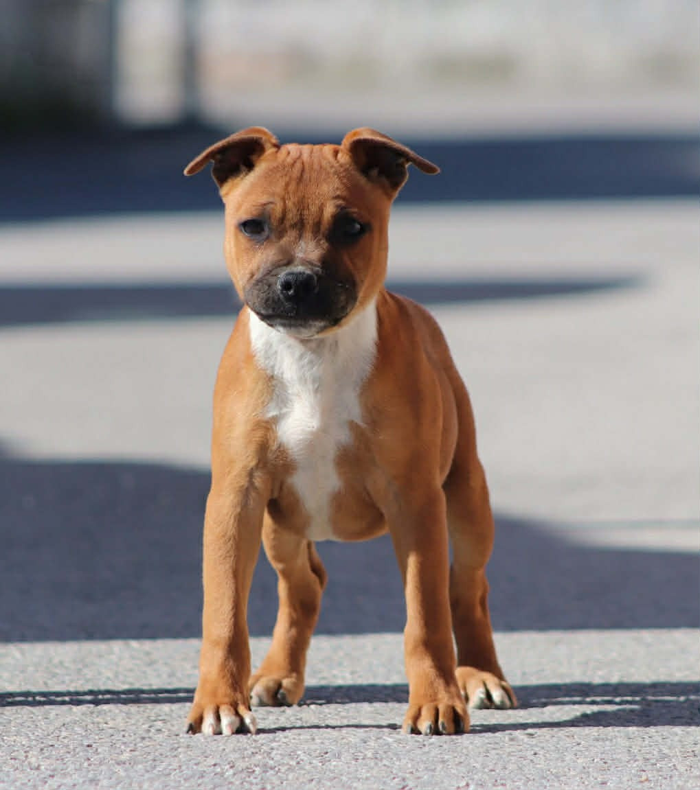 Armani Sweet Dream Stafford