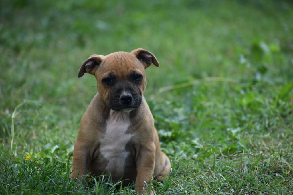 Sweet Dream Stafford - Staffordshire Bull Terrier - Portée née le 23/07/2023
