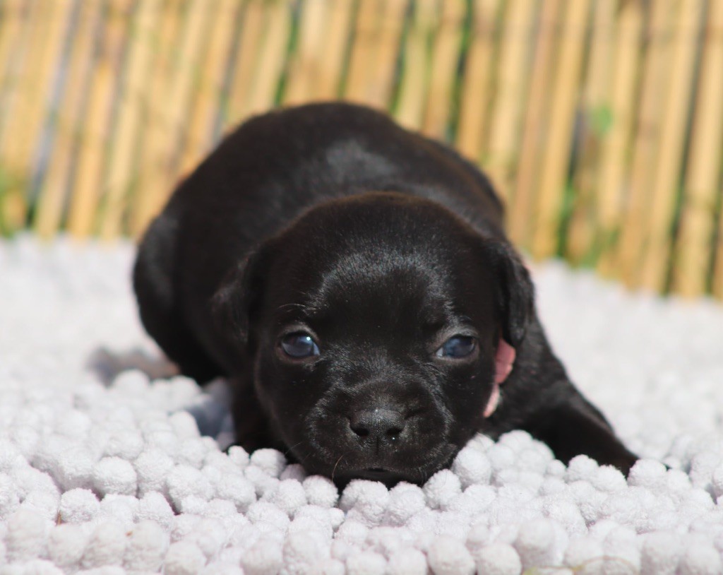 Sweet Dream Stafford - Chiots disponibles - Staffordshire Bull Terrier