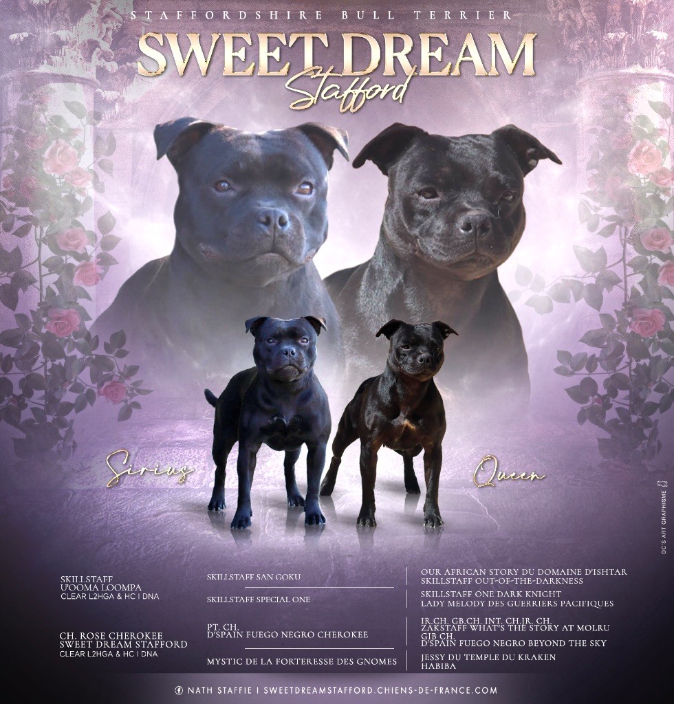 Chiot Staffordshire Bull Terrier Sweet Dream Stafford