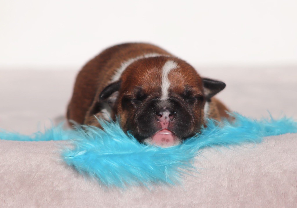 Sweet Dream Stafford - Chiots disponibles - Staffordshire Bull Terrier