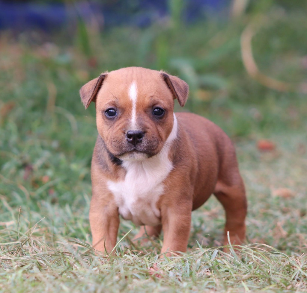 CHIOT