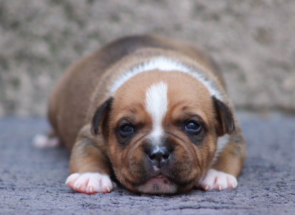 Sweet Dream Stafford - Chiots disponibles - Staffordshire Bull Terrier