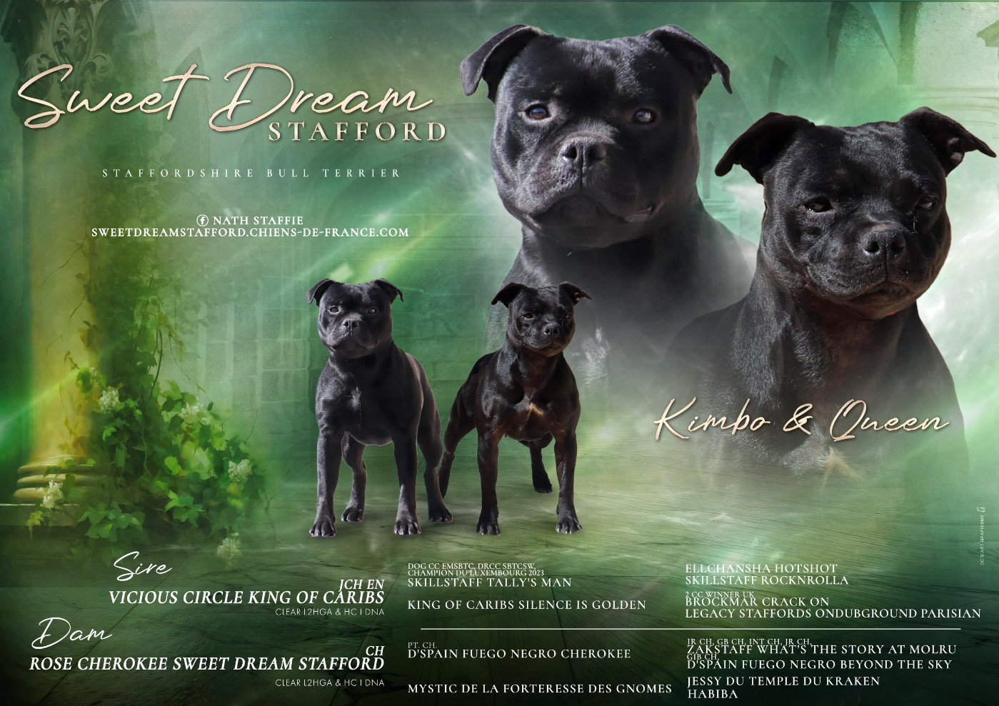 Sweet Dream Stafford - Staffordshire Bull Terrier - Portée née le 01/05/2026