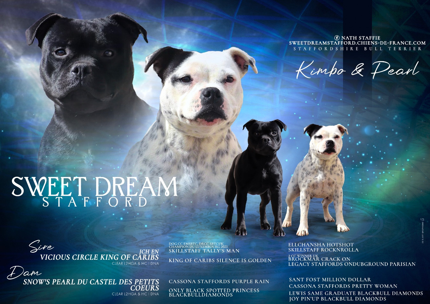 Sweet Dream Stafford - Staffordshire Bull Terrier - Portée née le 07/05/2026