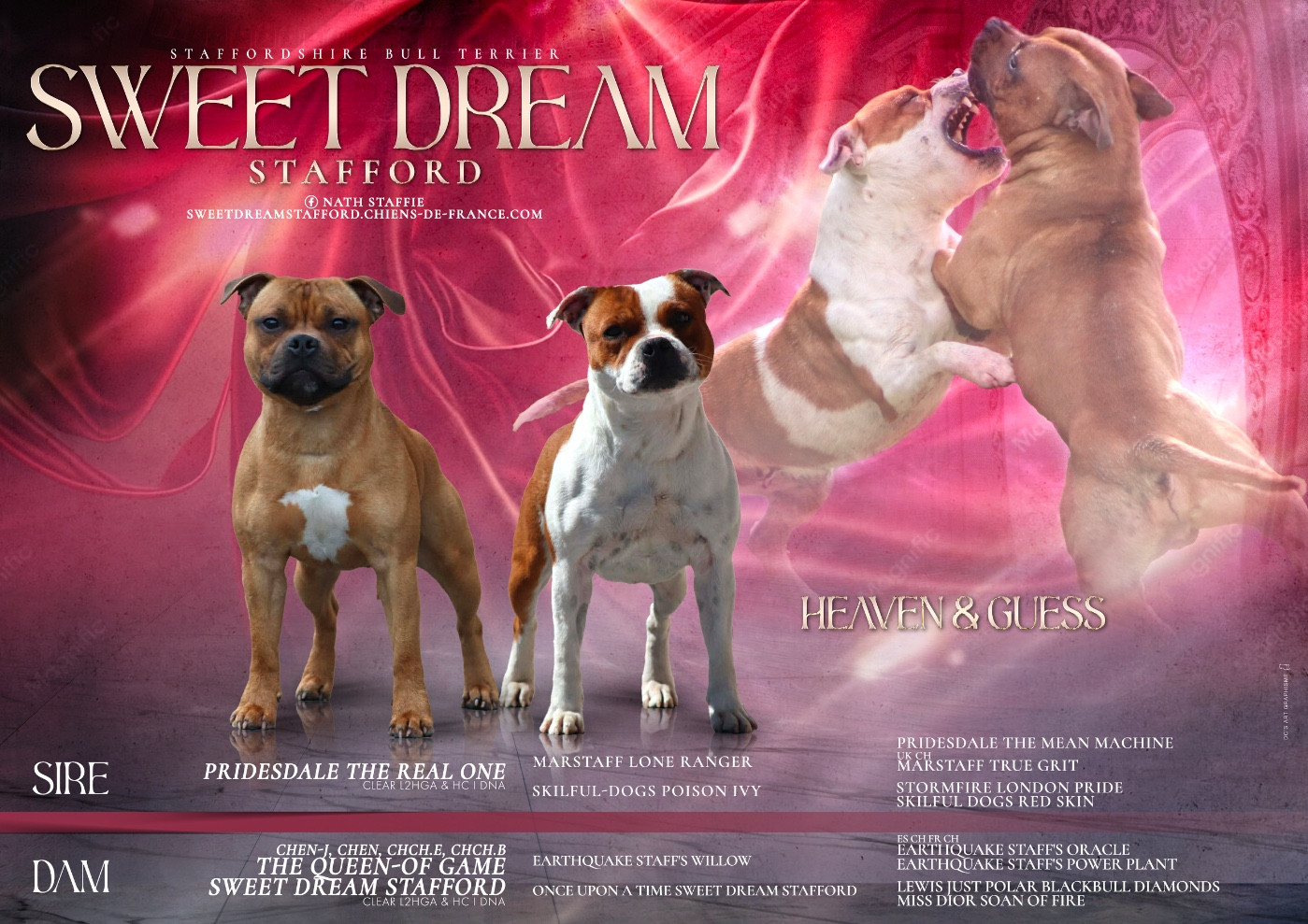 Sweet Dream Stafford - Staffordshire Bull Terrier - Portée née le 07/05/2026