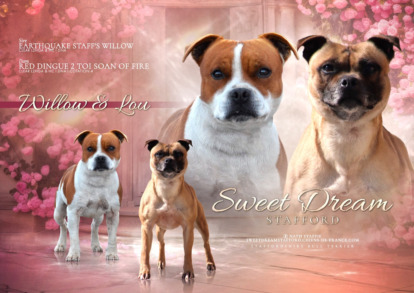 Sweet Dream Stafford - Staffordshire Bull Terrier - Portée née le 13/05/2026