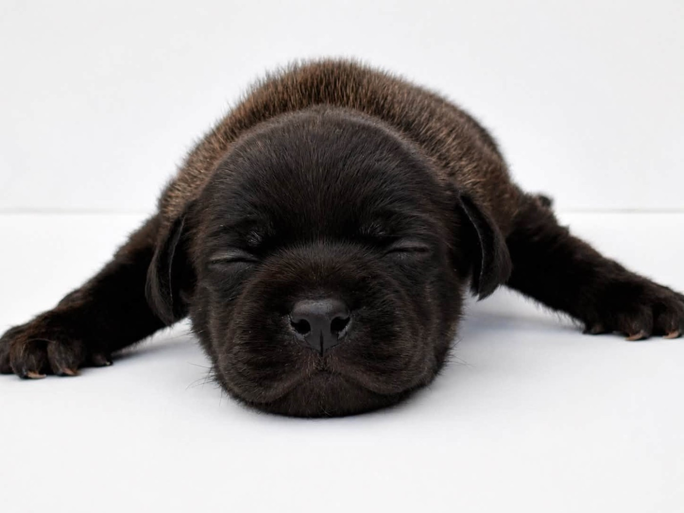 Sweet Dream Stafford - Chiots disponibles - Staffordshire Bull Terrier