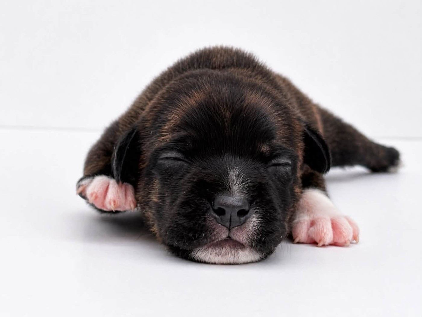 Sweet Dream Stafford - Chiots disponibles - Staffordshire Bull Terrier