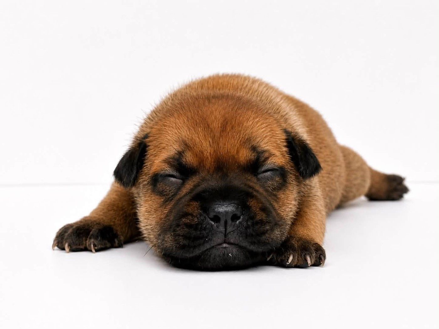 Sweet Dream Stafford - Chiots disponibles - Staffordshire Bull Terrier