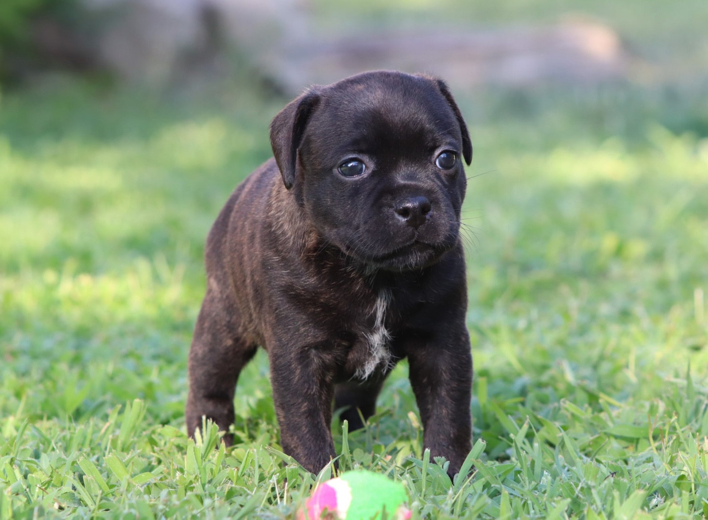 Sweet Dream Stafford - Chiots disponibles - Staffordshire Bull Terrier