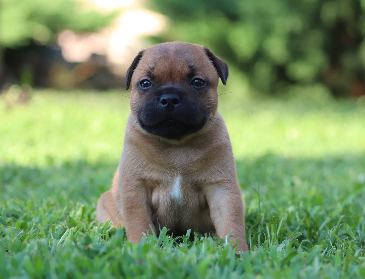 Sweet Dream Stafford - Chiots disponibles - Staffordshire Bull Terrier