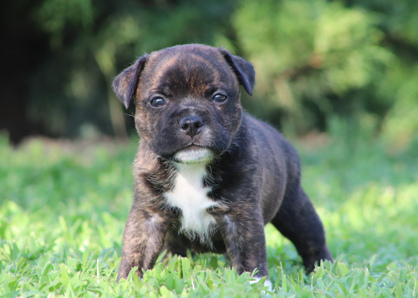 Sweet Dream Stafford - Chiots disponibles - Staffordshire Bull Terrier