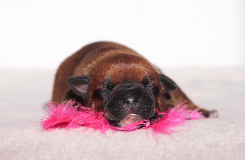 Sweet Dream Stafford - Chiots disponibles - Staffordshire Bull Terrier