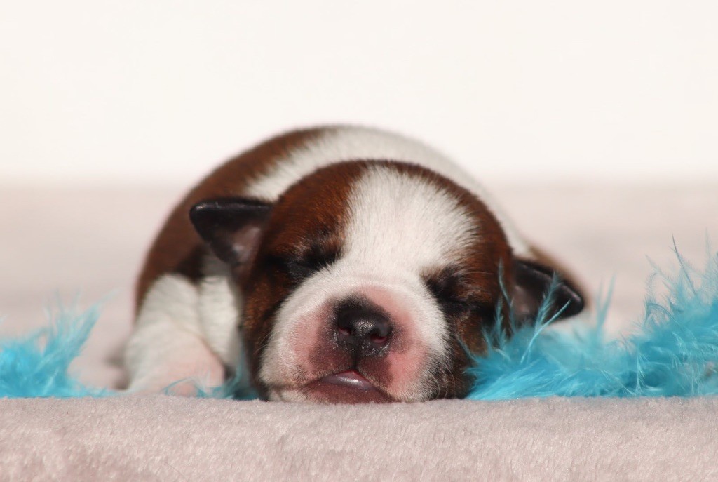 Sweet Dream Stafford - Chiots disponibles - Staffordshire Bull Terrier