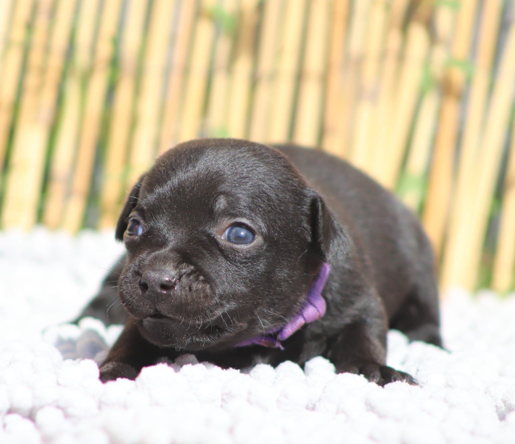 Sweet Dream Stafford - Chiots disponibles - Staffordshire Bull Terrier