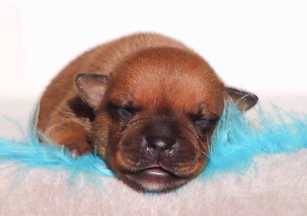 Sweet Dream Stafford - Chiots disponibles - Staffordshire Bull Terrier