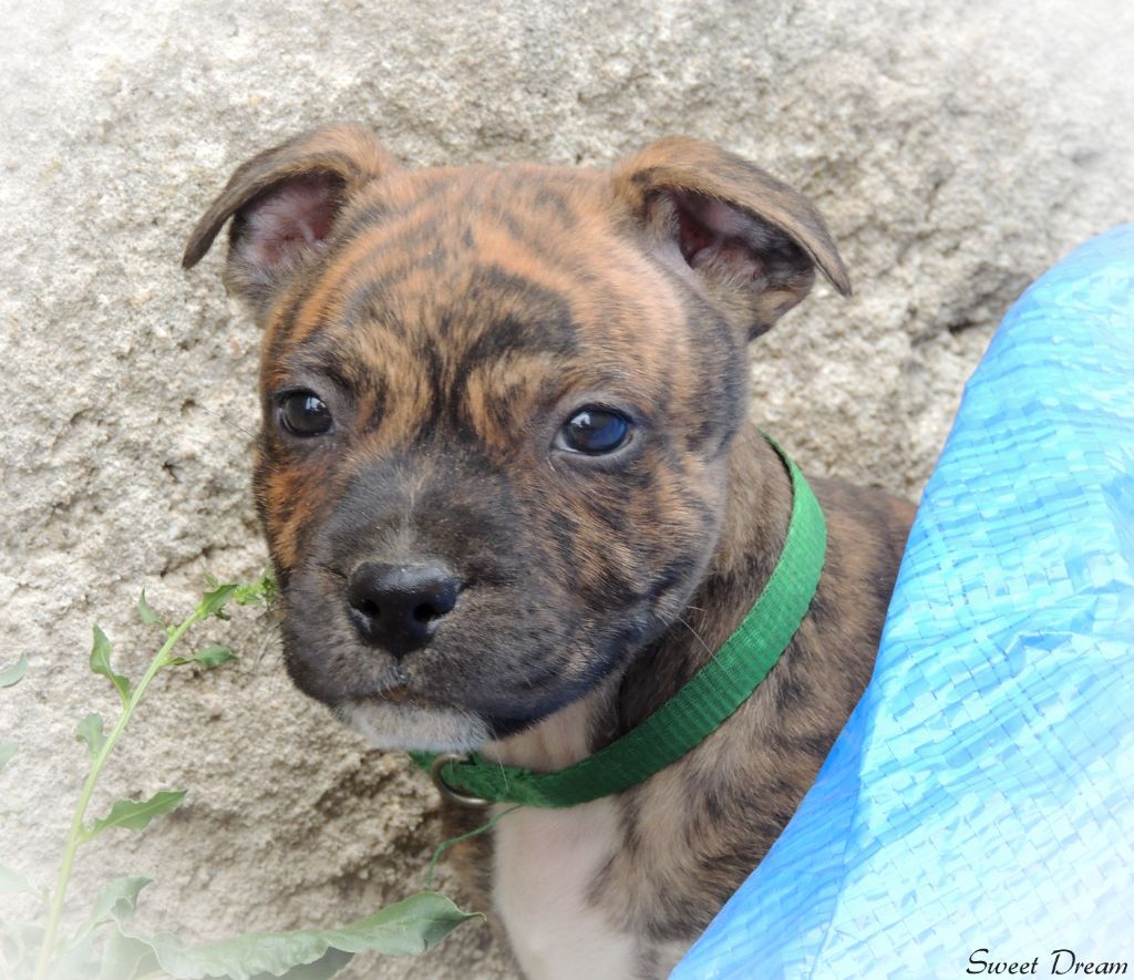Sweet Dream Stafford - Staffordshire Bull Terrier - Portée née le 03/05/2021