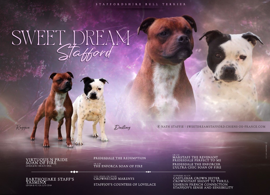 Chiot Staffordshire Bull Terrier Sweet Dream Stafford