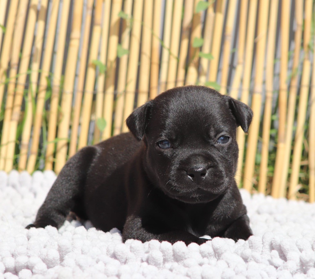 Sweet Dream Stafford - Chiots disponibles - Staffordshire Bull Terrier