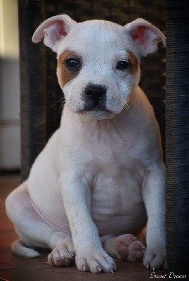 CHIOT